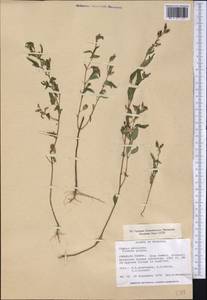 Cuphea viscosissima Jacq., Америка (AMER) (США)