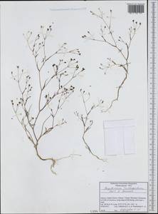 Bupleurum trichopodum Boiss. & Spruner, Западная Европа (EUR) (Греция)
