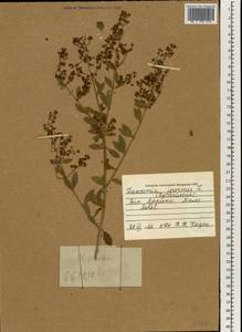 Lawsonia inermis L., Африка (AFR) (Мали)
