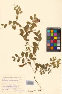 Lathyrus japonicus var. maritimus (L.) J.T.Kartesz & Gandhi, Сибирь, Чукотка и Камчатка (S7) (Россия)