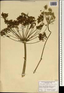 Heracleum persicum Desf., Зарубежная Азия (ASIA) (Иран)