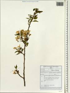 Prunus serrulata Lindl., Зарубежная Азия (ASIA) (Республика Корея)