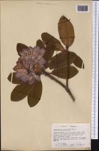 Rhododendron catawbiense Michx., Америка (AMER) (США)