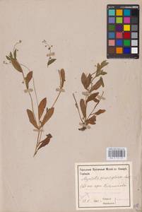 MHA 0 153 421, Незабудка редкоцветковая J.C.Mikan ex Pohl, Восточная Европа, Средневолжский район (E8) (Россия)