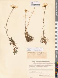 Chrysanthemum zawadzkii subsp. peleiolepis (Trautv.) Zuev, Сибирь, Чукотка и Камчатка (S7) (Россия)