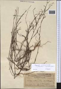 Спорыш отклоненный, Горец отклоненный M.Bieb., Средняя Азия и Казахстан, Прикаспийский Устюрт и Северное Приаралье (M8) (Казахстан)