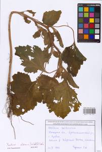 Xanthium orientale var. albinum (Widder) Adema & M. T. Jansen, Восточная Европа, Южно-Украинский район (E12) (Украина)