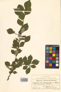 Rhamnus rugulosa Hemsl., Сибирь, Дальний Восток (S6) (Россия)