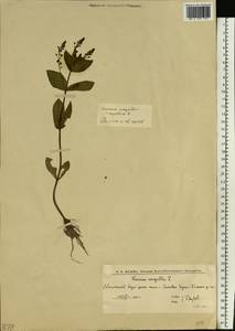 Вероника ключевая, Вероника водная L., Восточная Европа, Нижневолжский район (E9) (Россия)