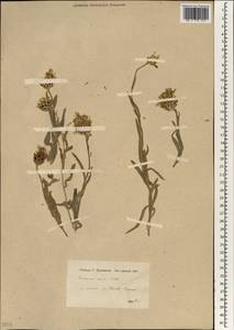 Centaurea triumfettii subsp. axillaris (Willd. ex Celak.) Stef. & T. Georgiev, Зарубежная Азия (ASIA) (Турция)
