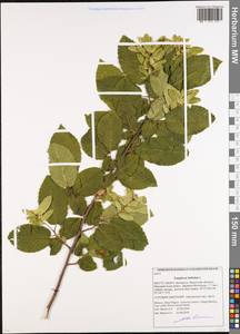 Граб обыкновенный, Граб кавказский L., Восточная Европа, Белоруссия (E3a) (Белоруссия)