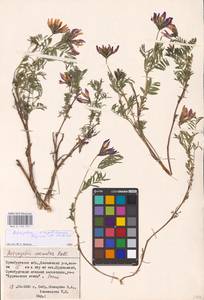 Astragalus oropolitanus Knjaz. & Kulikov, Восточная Европа, Восточный район (E10) (Россия)
