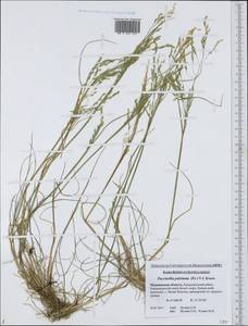 Puccinellia capillaris subsp. pulvinata (Fr.) Tzvelev, Восточная Европа, Северный район (E1) (Россия)