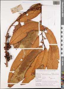 Litsea kwangsiensis Yen C. Yang & P. H. Huang, Зарубежная Азия (ASIA) (Вьетнам)