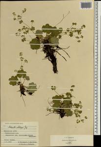 Манжетка щетинистая Juz. ex Majewski, Восточная Европа, Средневолжский район (E8) (Россия)