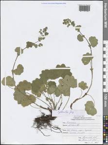 Манжетка мелкоцветковая Juz., Кавказ, Северная Осетия, Ингушетия и Чечня (K1c) (Россия)