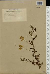 Чина луговая L., Восточная Европа, Белоруссия (E3a) (Белоруссия)