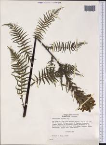 Pedicularis procera A. Gray, Америка (AMER) (США)