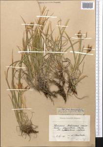 Ирис короткотрубчатый (Maxim.) Doronkin, Средняя Азия и Казахстан, Западный Тянь-Шань и Каратау (M3) (Киргизия)