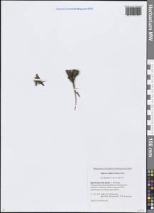 Oreomecon dahliana subsp. polaris (Tolm.) Elvebakk & Bjerke, Сибирь, Центральная Сибирь (S3) (Россия)