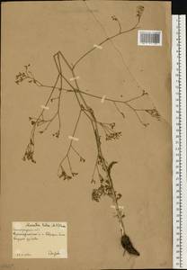 Элеостикта желтая (Hoffm.) Kljuykov, Pimenov & Tikhom., Восточная Европа, Нижневолжский район (E9) (Россия)