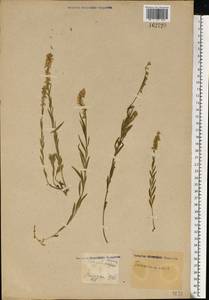 Истод хохлатый, Восточная Европа, Центральный район (E4) (Россия)