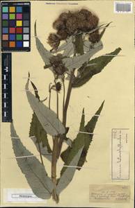Cirsium ×helenioides (L.) Hill, Средняя Азия и Казахстан, Джунгарский Алатау и Тарбагатай (M5) (Казахстан)