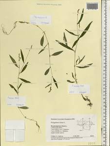 Горец малый (Huds.) Opiz, Восточная Европа, Центральный район (E4) (Россия)