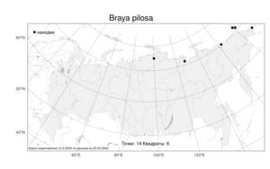 Braya pilosa, Брайя волосистая Hook., Атлас флоры России (FLORUS) (Россия)