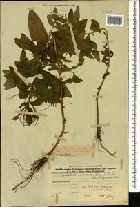 Кипрей розовый  (Boiss.) P. H. Raven, Кавказ, Азербайджан (K6) (Азербайджан)