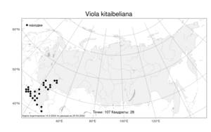 Viola kitaibeliana, Фиалка Китайбеля Schult., Атлас флоры России (FLORUS) (Россия)