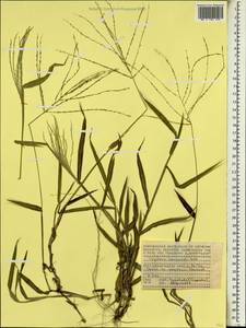 Росичка горизонтальная Willd., Африка (AFR) (Сейшельские острова)