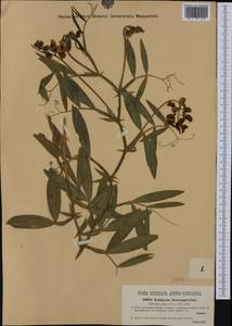 Lathyrus grandiflorus Sibth. & Sm., Западная Европа (EUR) (Австрия)