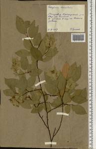 Граб восточный, Грабинник Mill., Восточная Европа, Молдавия (E13a) (Молдавия)