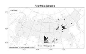 Artemisia jacutica, Полынь якутская Drobow, Атлас флоры России (FLORUS) (Россия)