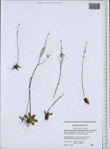 Камнеломка листочковая (R. Br.) Gornall, Сибирь, Западная Сибирь (S1) (Россия)