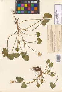 Ficaria kochii (Ledeb.) Iranshahr & Rech.fil., Кавказ, Грузия (K4) (Грузия)