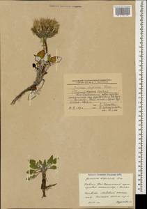 Jurinea moschus subsp. moschus, Кавказ, Южная Осетия (K4b) (Южная Осетия)