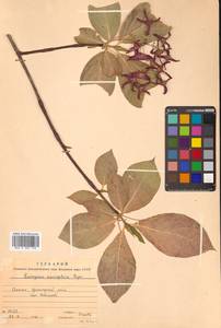 Бересклет большекрылый Rupr., Сибирь, Дальний Восток (S6) (Россия)