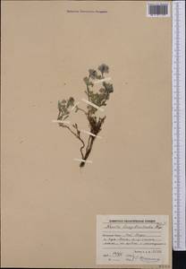 Nepeta longibracteata Benth., Средняя Азия и Казахстан, Памир и Памиро-Алай (M2) (Таджикистан)