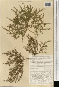 Солянка обыкновенная, Солянка сорная L., Монголия (MONG) (Монголия)