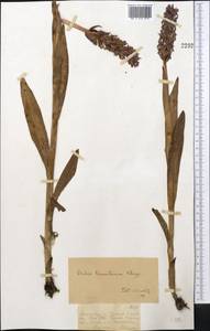 Dactylorhiza incarnata subsp. cilicica (Klinge) H.Sund., Средняя Азия и Казахстан, Джунгарский Алатау и Тарбагатай (M5) (Казахстан)