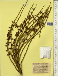 Phoenicophorium borsigianum (K.Koch) Stuntz, Африка (AFR) (Сейшельские острова)