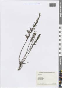 Полынь, Кавказ, Азербайджан (K6) (Азербайджан)