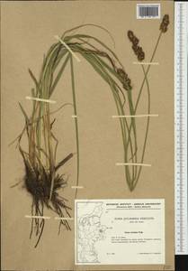 Carex leersii F.W.Schultz, nom. cons., Западная Европа (EUR) (Дания)