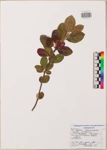 Sorbaronia ×arsenii (Britton & Arsène) G. N. Jones, Восточная Европа, Центральный район (E4) (Россия)