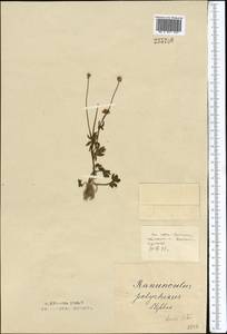 Ranunculus demissus DC., Средняя Азия и Казахстан, Северный и Центральный Казахстан (M10) (Казахстан)