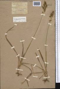 Anthoxanthum nitens (Weber) Y.Schouten & Veldkamp, Средняя Азия и Казахстан, Северный и Центральный Казахстан (M10) (Казахстан)