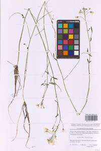 Cardamine pratensis subsp. dentata (Schult.) Čelak., Восточная Европа, Московская область и Москва (E4a) (Россия)