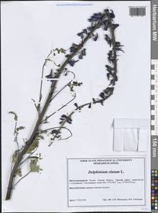 Живокость высокая L., Сибирь, Западная Сибирь (S1) (Россия)